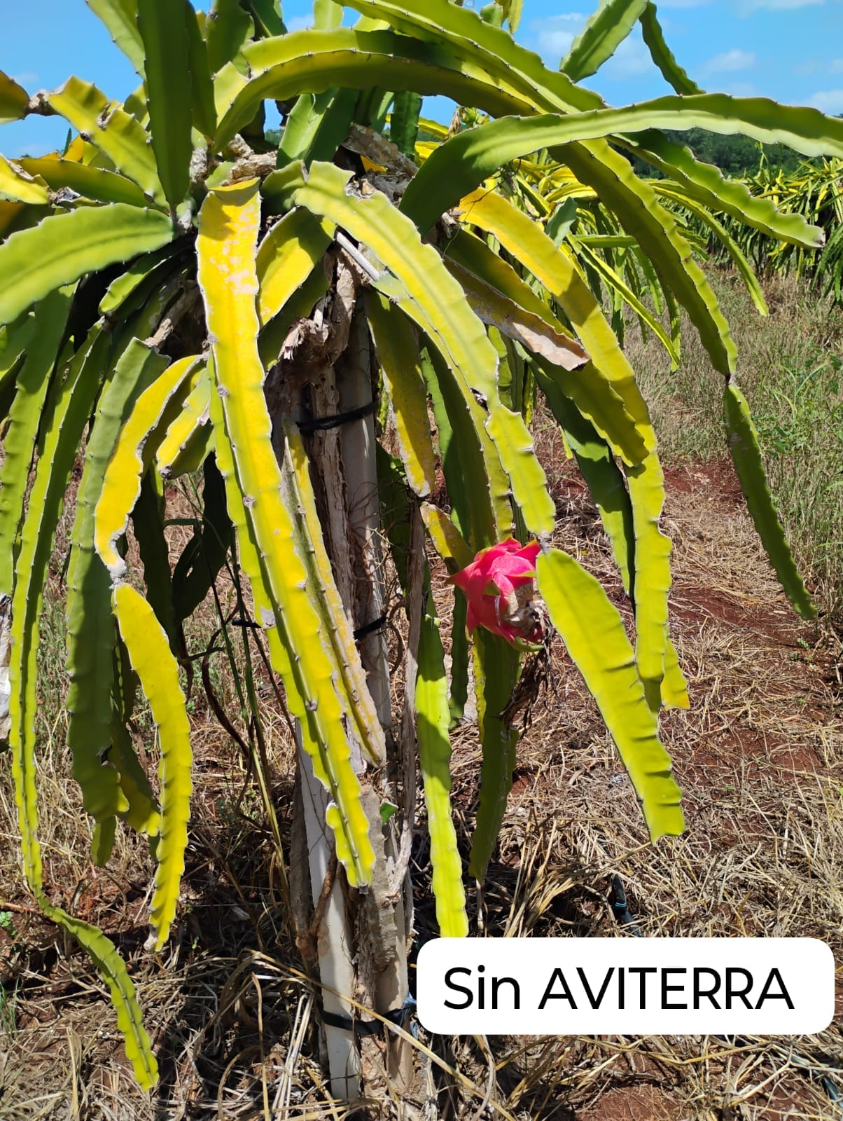 Cultivo agrícola beneficiado con biofertilizante